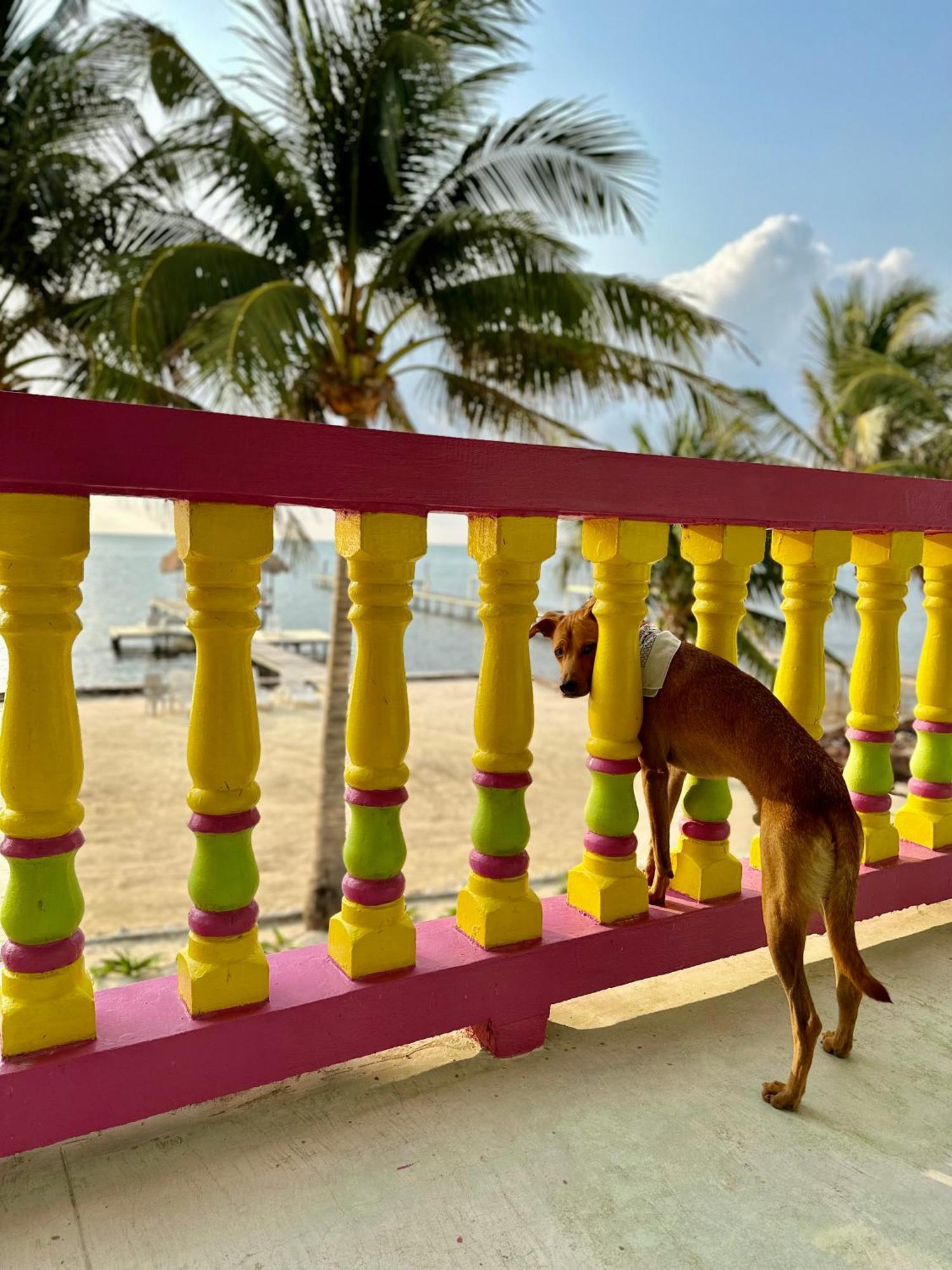 Barefoot Beach Belize 키코커 외부 사진